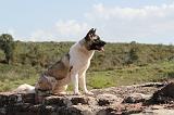 AKITA AMERICAIN 021